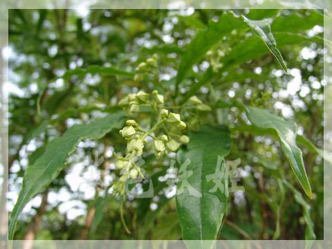 ����ֲ��԰��