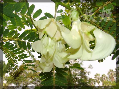 ����ֲ��԰��