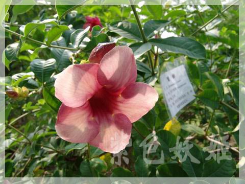 ����ֲ��԰��