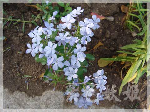 ����ֲ��԰��