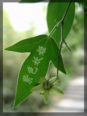 ����ֲ��԰��