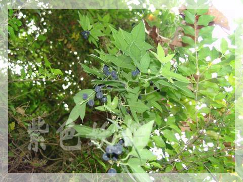 ����ֲ��԰��