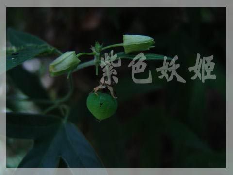 ����ֲ��԰��