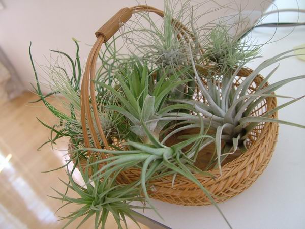 �ҵĿշ�ƴ��