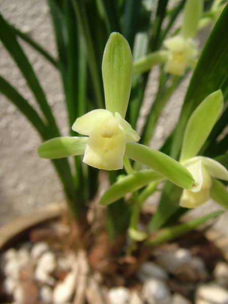 ���꿪���Ĺ���