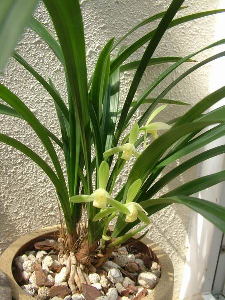 ���꿪���Ĺ���