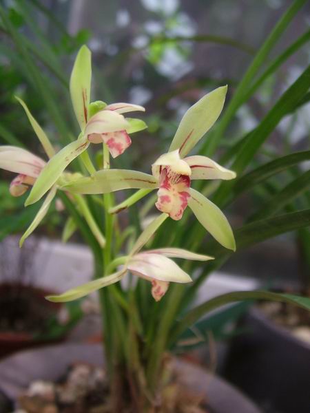 ���꿪���Ĺ���