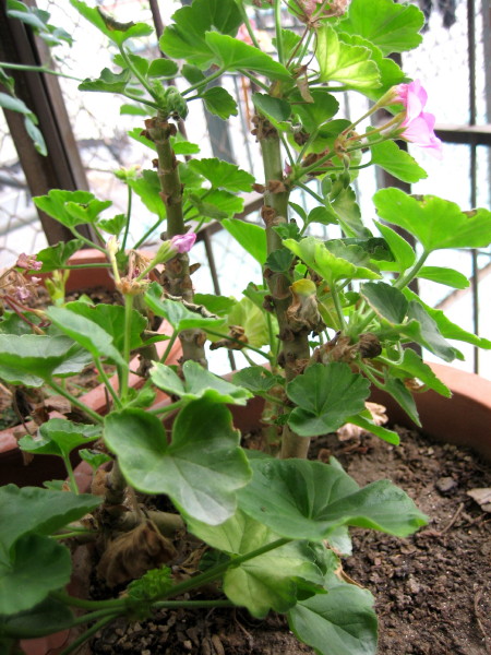 �����һЩֲ��