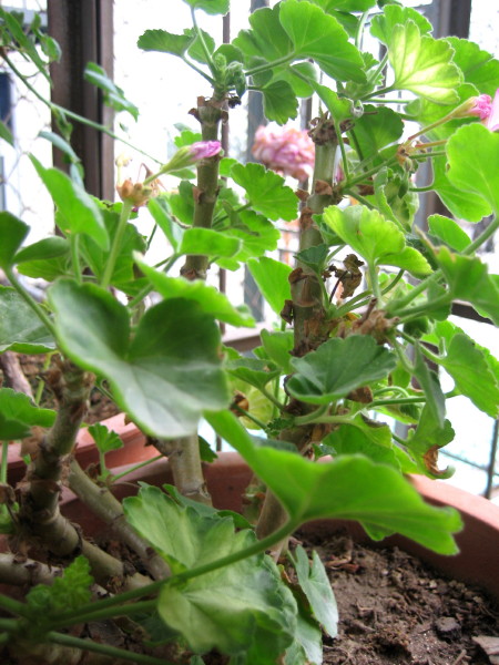 �����һЩֲ��