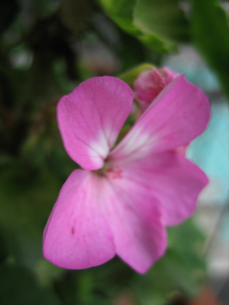 �����һЩֲ��