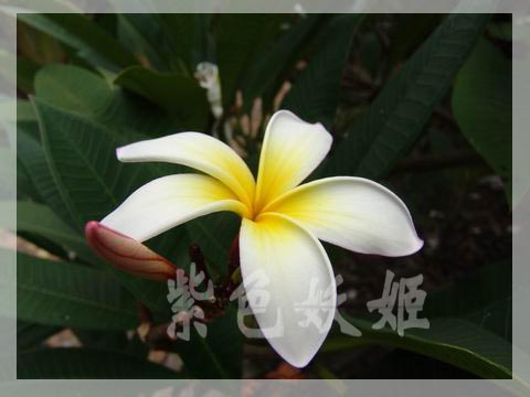 ����ֲ��԰��2