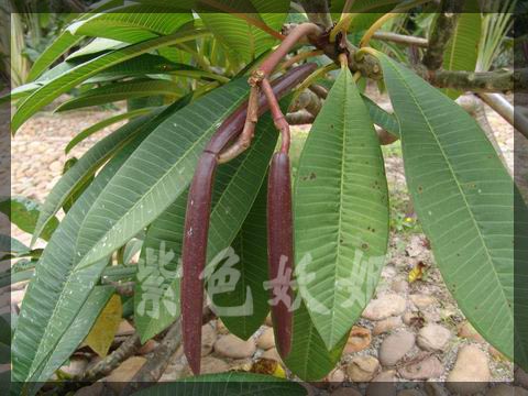 ����ֲ��԰��2