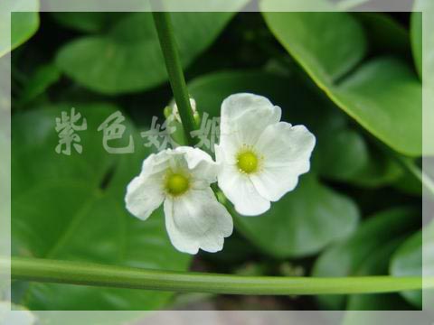 ����ֲ��԰��2