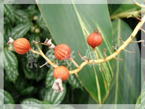 ����ֲ��԰��2