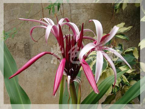 ����ֲ��԰��2