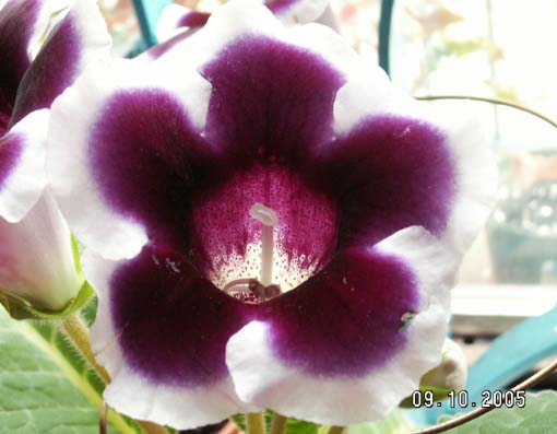 [ԭ��]�ɰ������죭����ͩ����~