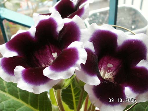 [ԭ��]�ɰ������죭����ͩ����~