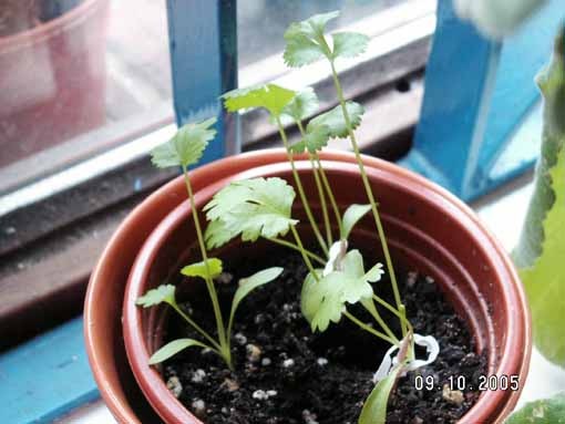 [ԭ��]�ɰ������죭����ͩ����~