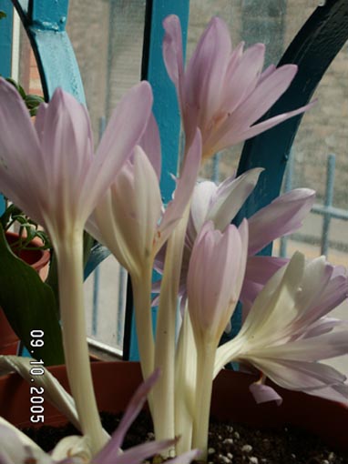 [ԭ��]�ɰ������죭����ͩ����~