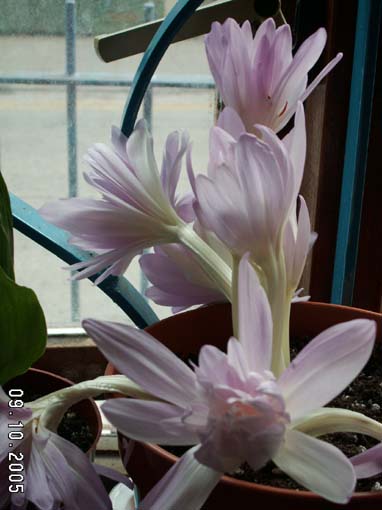 [ԭ��]�ɰ������죭����ͩ����~