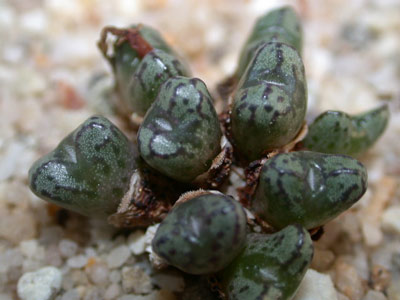 [����]��׶����---55¥��ʼ������ͨ��---