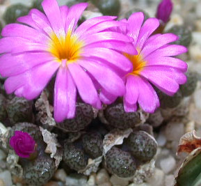 [����]��׶����---55¥��ʼ������ͨ��---