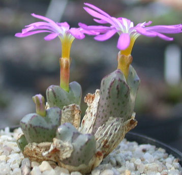 [����]��׶����---55¥��ʼ������ͨ��---