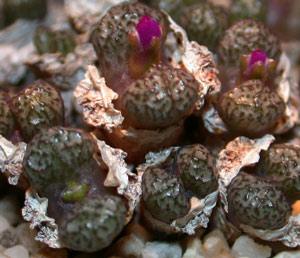 [����]��׶����---55¥��ʼ������ͨ��---