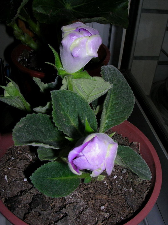 ��ɫ����ͩ�쿪��