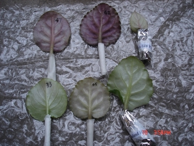 żҲ���������ϼҵ�С����~~