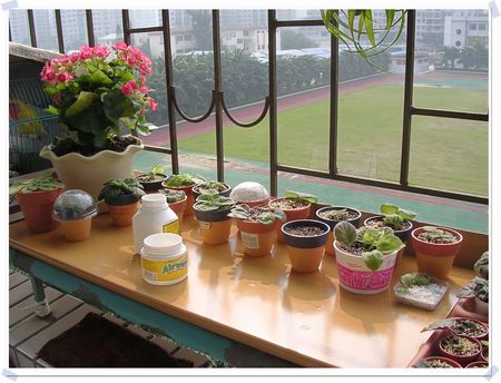 [����]Rachel������С�ǣ�P16�����µ���ֲ��������Ч���ɣ�