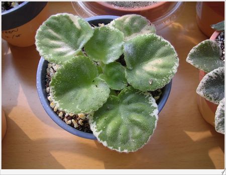 [����]Rachel������С�ǣ�P16�����µ���ֲ��������Ч���ɣ�