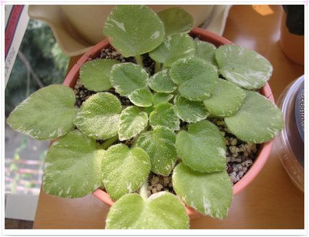 [����]Rachel������С�ǣ�P16�����µ���ֲ��������Ч���ɣ�