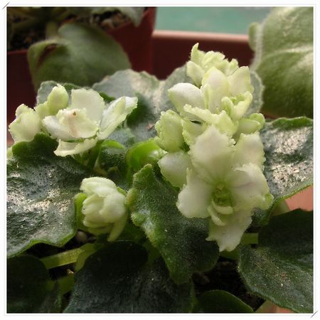 [����]Rachel������С�ǣ�P16�����µ���ֲ��������Ч���ɣ�