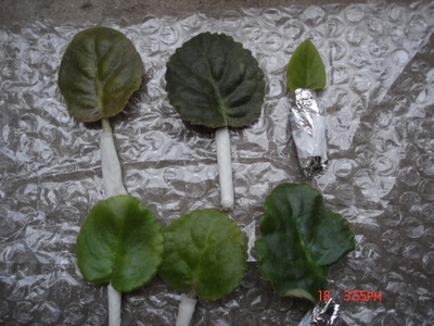 żҲ���������ϼҵ�С����~~