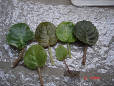 żҲ���������ϼҵ�С����~~