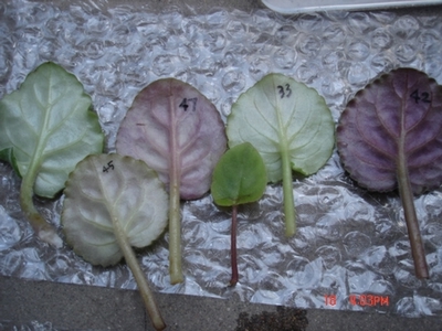 żҲ���������ϼҵ�С����~~