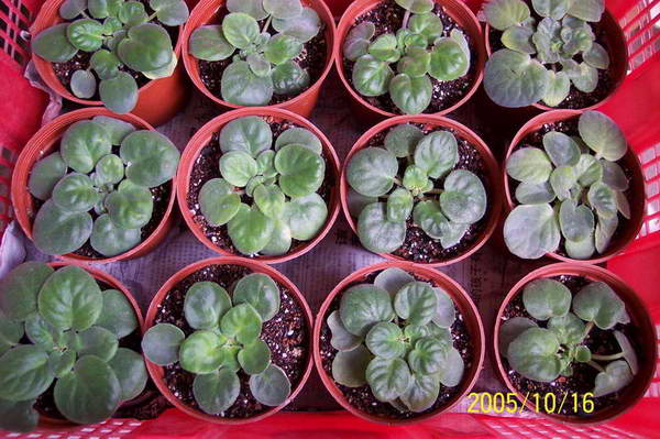 ���� ��ֲ��----����������