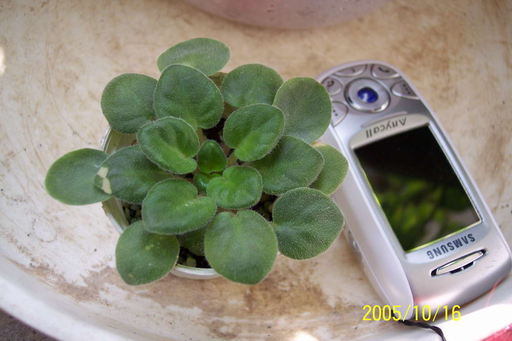 ���� ��ֲ��----����������