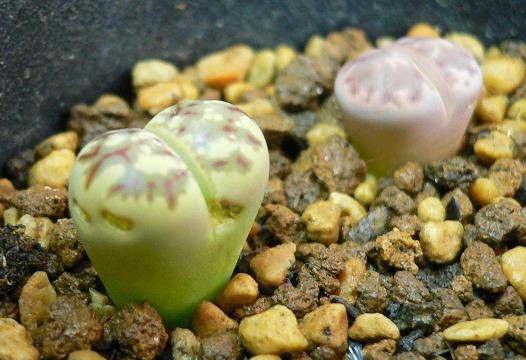 ż�������� (�� - ʯ�������������)