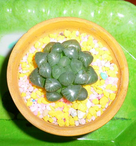 ż�������� (�� - ʯ�������������,��ͼƬ)