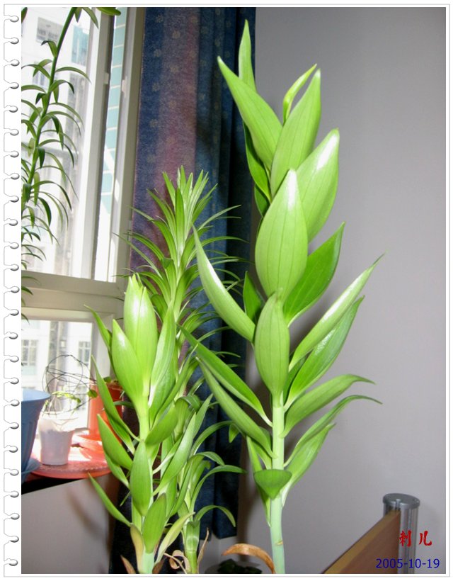 ˯�ѵ�����