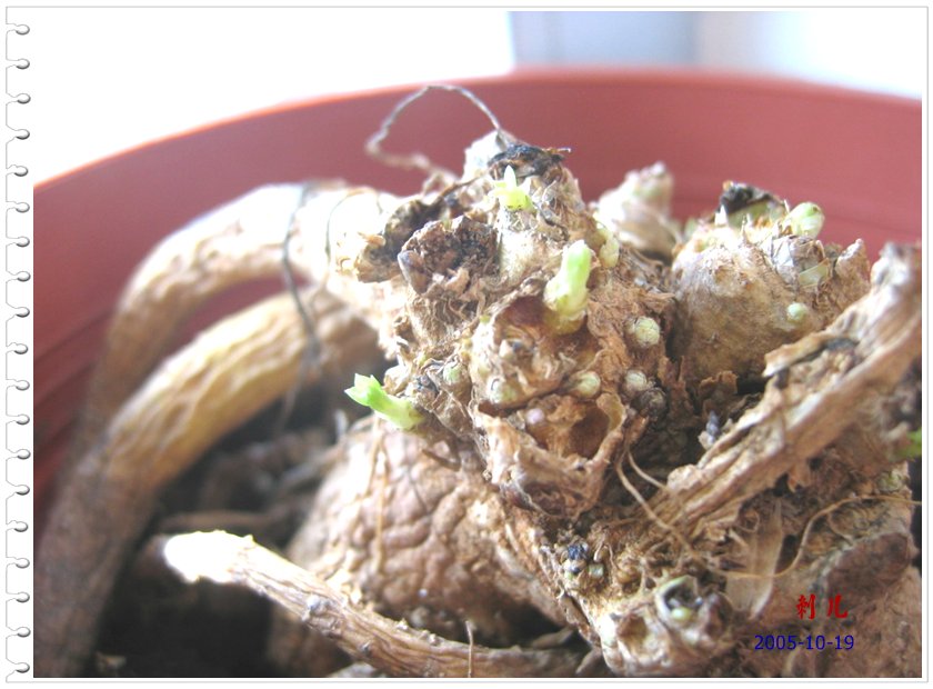 ˯�ѵ�����