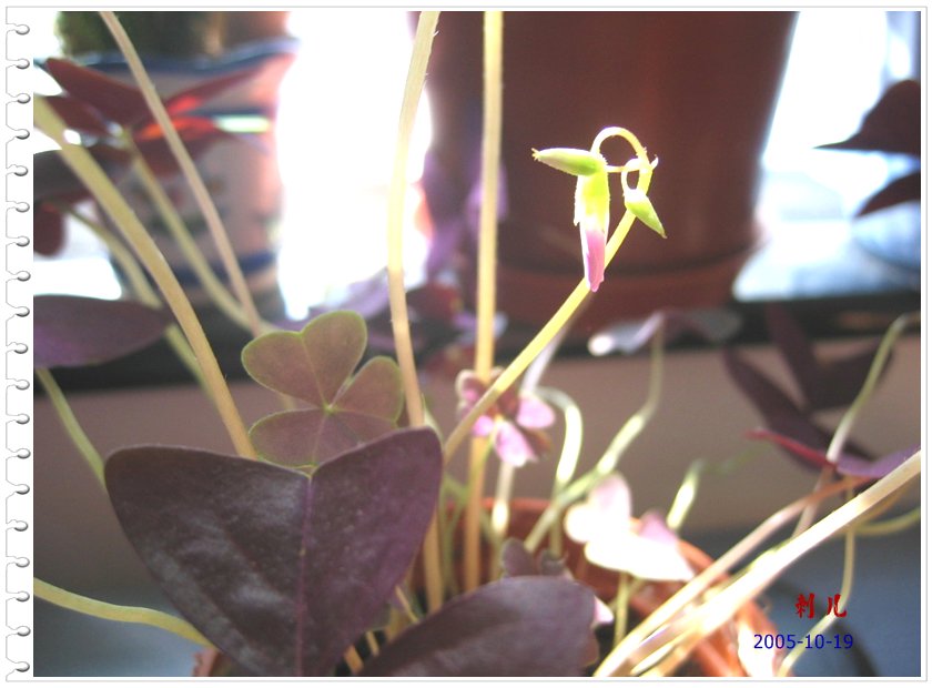 ˯�ѵ�����