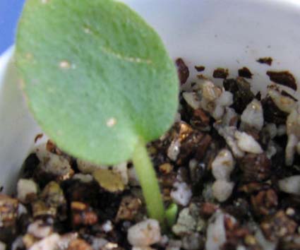 ����������(��ѿ����)