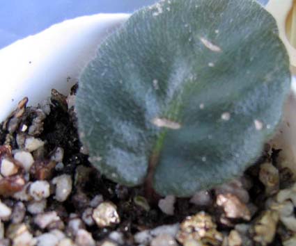 ��ѿ����