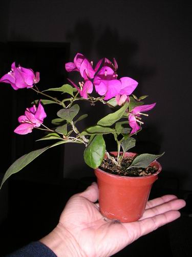 ������̨�ϵ�����÷