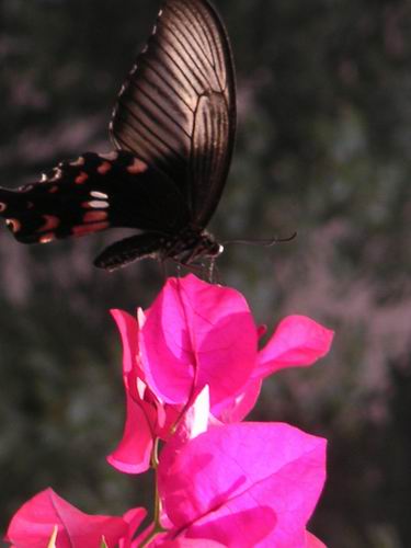 ������̨�ϵ�����÷