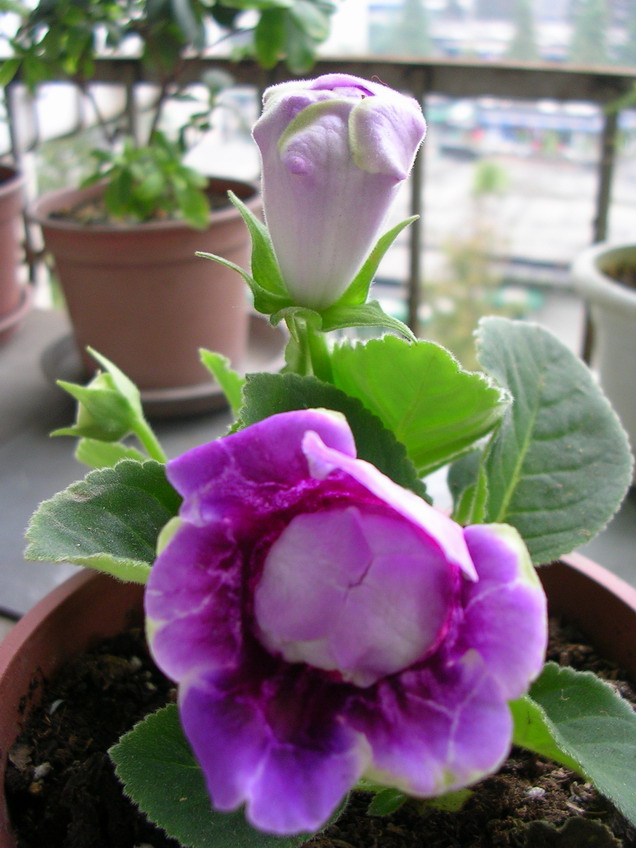 ��ɫ����ͩ�쿪��