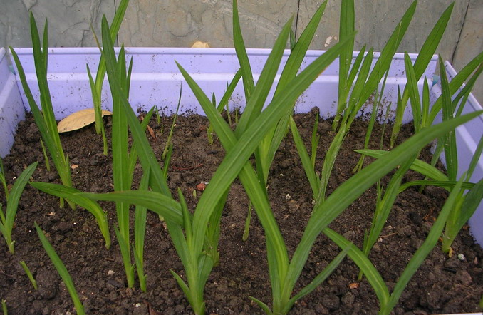 ��ʼ������